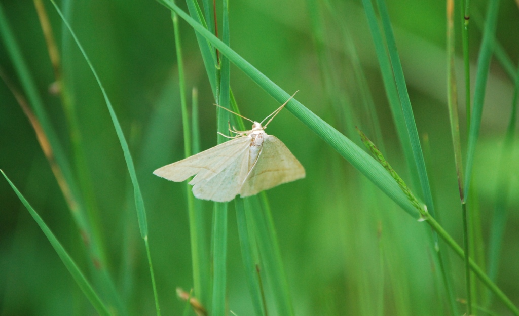 Geometridae 2